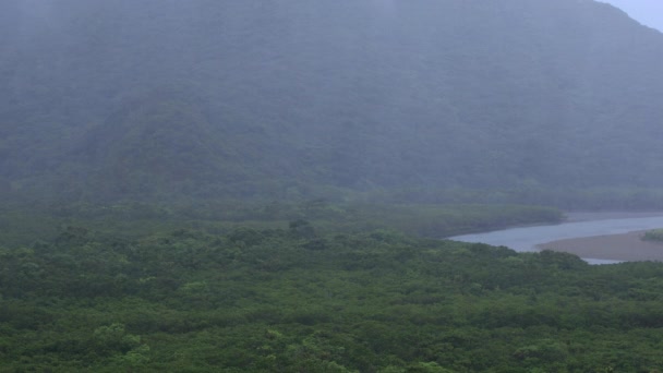 Forêt de mangroves à Amami oshima Jour de pluie à Kagoshima — Video