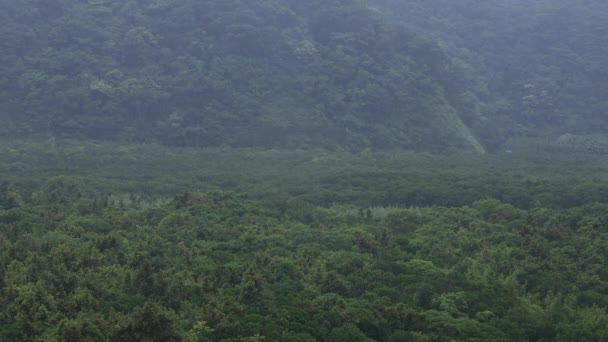 Mangrove bos in Amami Oshima Kagoshima regenachtige dag — Stockvideo