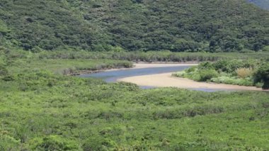 Amami oshima Kagoshima güneşli bir gün Mangrov orman