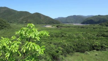 Amami oshima Kagoshima güneşli bir gün Mangrov orman