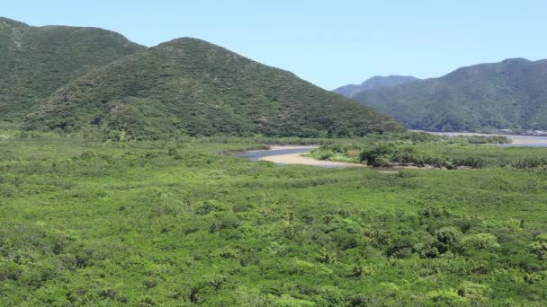 Bosque de manglares en Amami oshima Kagoshima día soleado — Vídeo de stock