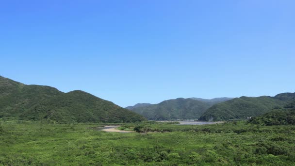 Mangrovský Les v Amami Ošima Kagošima slunný den — Stock video