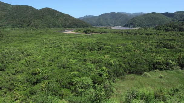 Forêt de mangroves à Amami oshima Journée ensoleillée à Kagoshima — Video
