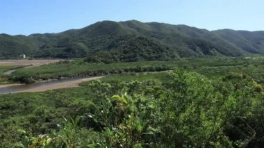 Amami oshima Kagoshima güneşli bir gün Mangrov orman