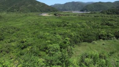 Amami oshima Kagoshima güneşli bir gün Mangrov orman