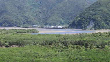 Amami oshima Kagoshima güneşli bir gün Mangrov orman