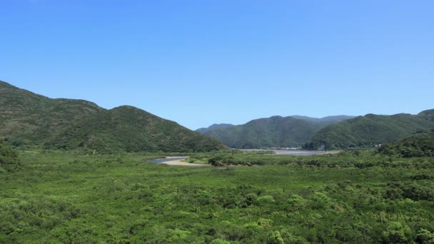 Mangrove bos in Amami Oshima Kagoshima zonnige dag — Stockvideo