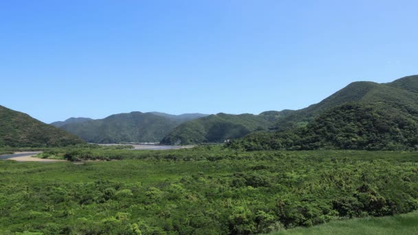 Mangrove Forest i Amami Oshima Kagoshima solig dag — Stockvideo