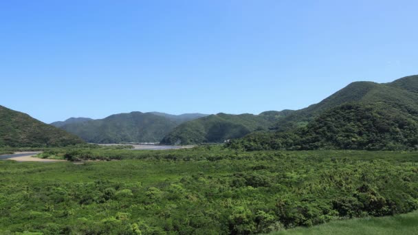 Forêt de mangroves à Amami oshima Journée ensoleillée à Kagoshima — Video