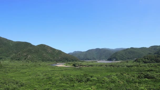 Bosque de manglares en Amami oshima Kagoshima día soleado — Vídeo de stock