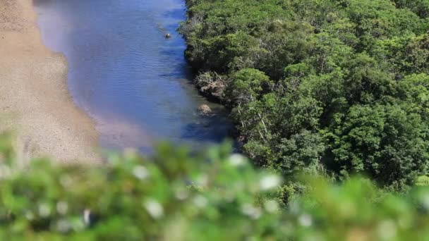 Bosque de manglares en Amami oshima Kagoshima día soleado — Vídeos de Stock