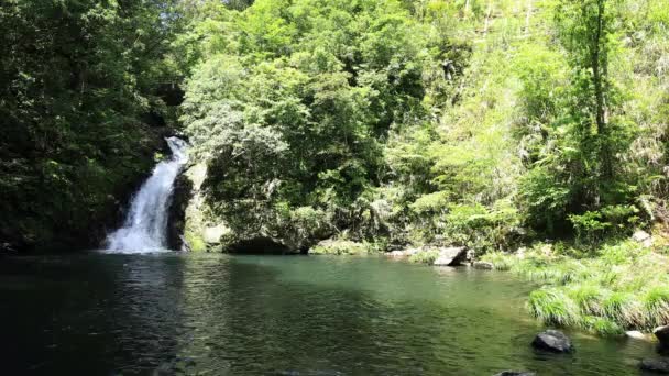 V zeleném lese v Amami Ošima Kagošimě je vodopád materiya — Stock video
