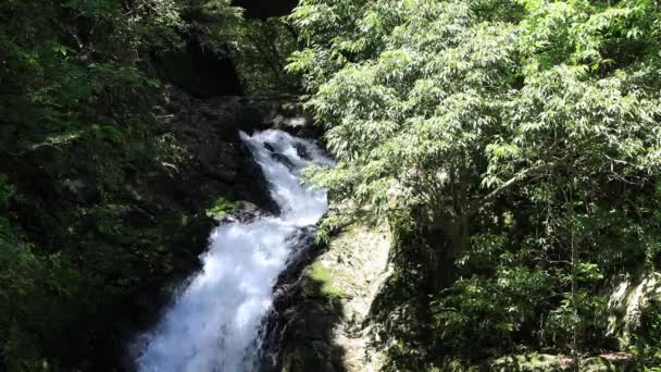Ο καταρράκτης στο πράσινο δάσος στην Αμάμι Οσίμα Καγκοσίμα ηλιόλουστη μέρα — Αρχείο Βίντεο