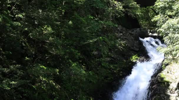 Materiya vattenfall i den gröna skogen i Amami Oshima Kagoshima solig dag — Stockvideo