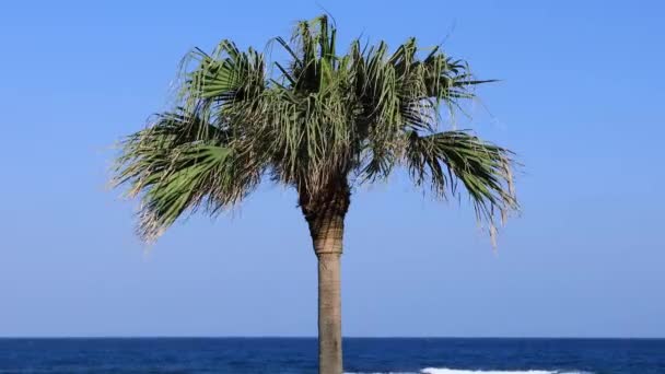 Plam árbol en la playa de Ohama en Amami oshima Kagoshima — Vídeos de Stock