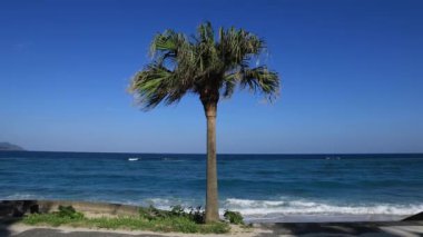 Amami oshima Kagoshima Ohama plajda Plam ağacı