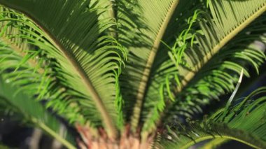 Amami oshima Kagoshima Ohama plajda Plam ağacı