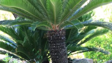 Amami oshima Kagoshima Ohama plajda Plam ağacı