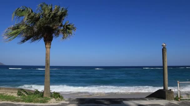 Plamský strom na pláži Ohama v Amami Ošima Kagošima — Stock video