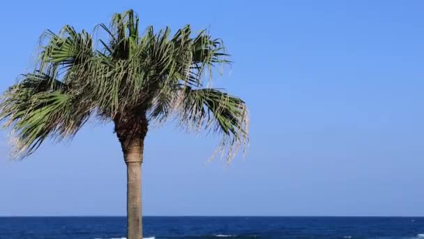 Plam árbol en la playa de Ohama en Amami oshima Kagoshima — Vídeos de Stock