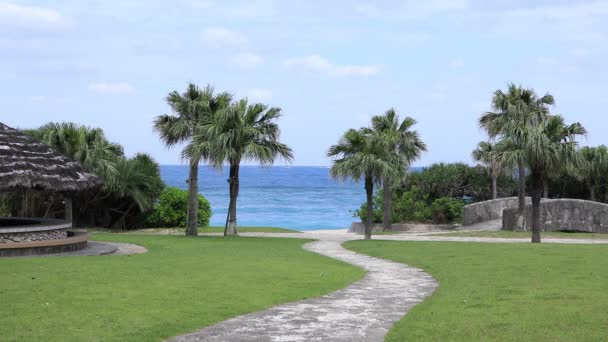 Plam árbol en la playa de Ohama en Amami oshima Kagoshima — Vídeos de Stock