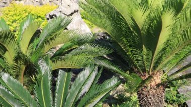 Amami oshima Kagoshima Ohama plajda Plam ağacı