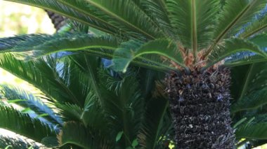 Amami oshima Kagoshima Ohama plajda Plam ağacı