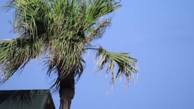 Amami oshima Kagoshima Ohama plajda Plam ağacı