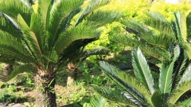 Amami oshima Kagoshima Ohama plajda Plam ağacı