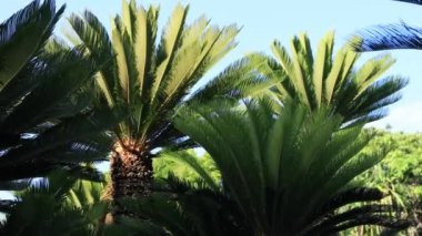 Amami oshima Kagoshima Ohama plajda Plam ağacı