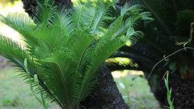 Amami oshima Kagoshima Ohama plajda Plam ağacı