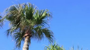 Amami oshima Kagoshima Ohama plajda Plam ağacı