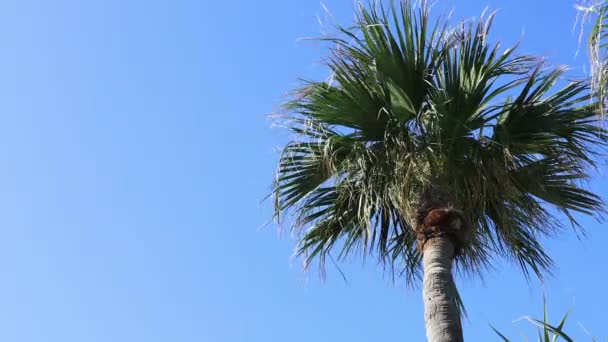 Plam árbol en la playa de Ohama en Amami oshima Kagoshima — Vídeo de stock