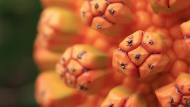 Frutos tropicais na praia de Ohama em Amami oshima Kagoshima — Vídeo de Stock