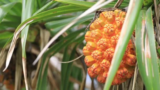 Frutas tropicales en la playa de Ohama en Amami oshima Kagoshima — Vídeo de stock