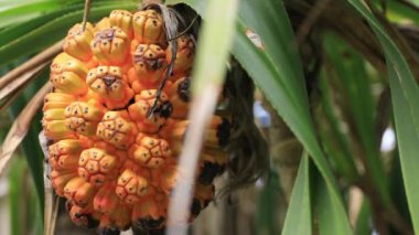 Amami oshima Kagoshima Ohama plajda Tropikal meyveler