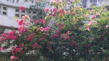 Amami oshima Kagoshima Ohama plajda beyaz arketektür yakınında Hibiscus