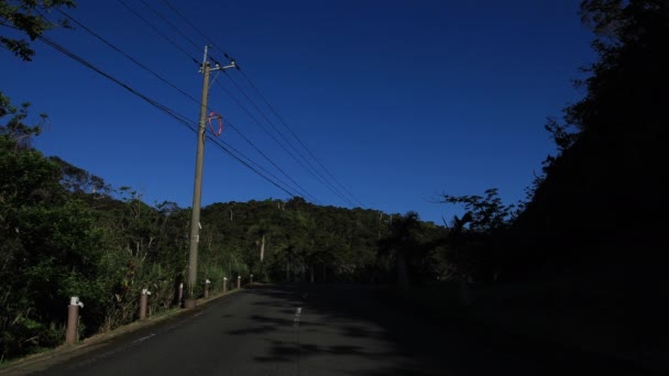 Albero tropicale vicino alla strada di Amami oshima Kagoshima — Video Stock