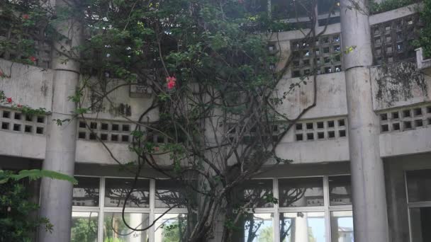 Hibiskus in der Nähe der weißen Archätektur am ohama beach in amami oshima kagoshima — Stockvideo