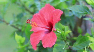 Amami oshima Kagoshima Ohama plajda Hibiscus