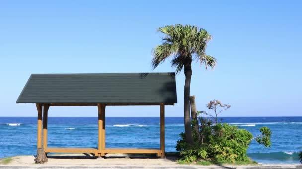 Palmový strom a pavilon na pláži Ohama v Amami Ošima Kagoshima copyspave — Stock video