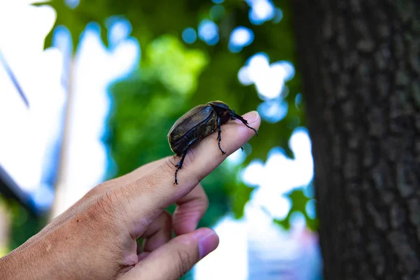 Un escarabajo hembra en el dedo en el árbol cerca de la calle en Tokio de cerca —  Fotos de Stock