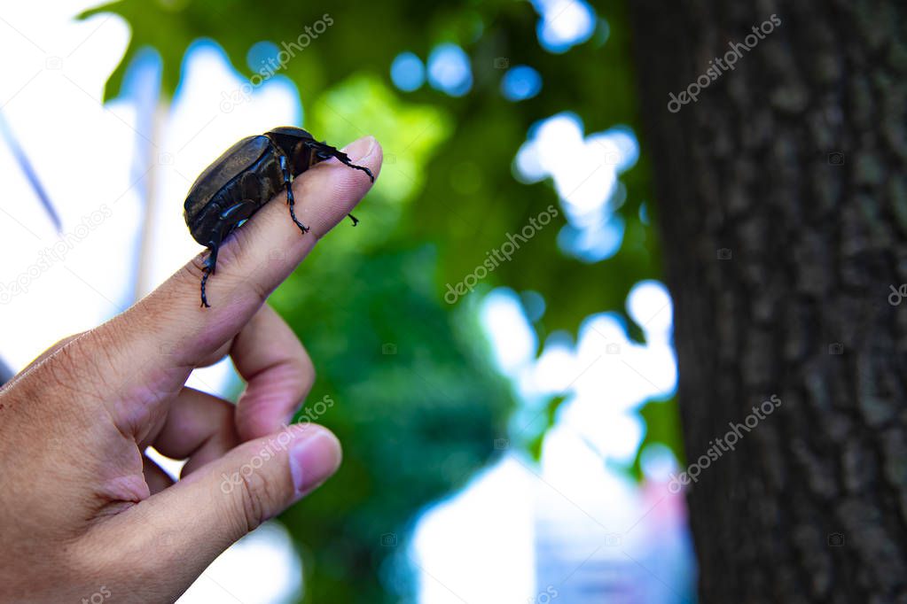 A female beetle on the finger at the tree near the street in Tokyo close up
