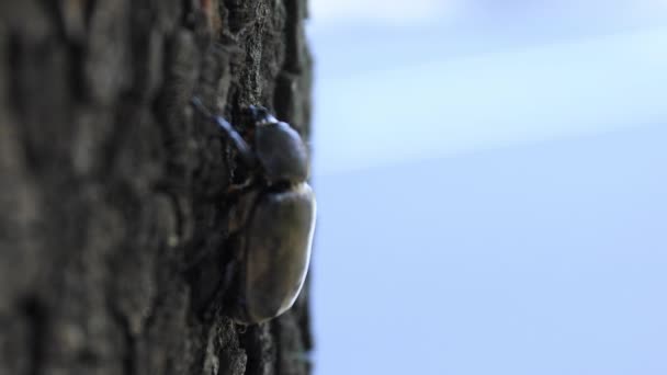 Un escarabajo hembra en el árbol cerca de la calle en Tokio de mano — Vídeos de Stock