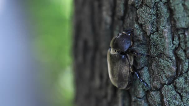 도쿄 카피스페이스 의 거리 근처 나무에서 암컷 딱정벌레 — 비디오