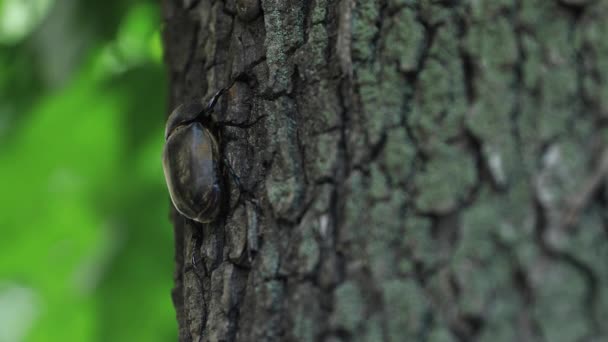 Uno scarabeo femmina sull'albero vicino alla strada a Tokyo copyspace — Video Stock