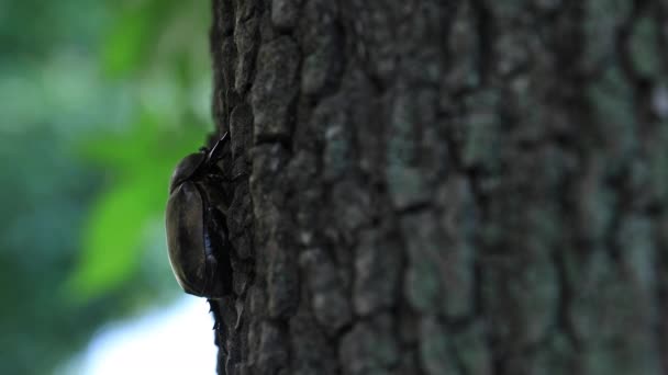 Жук-самка на дереве рядом с улицей в токийском подражательном пространстве — стоковое видео