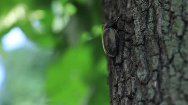 Ένα θηλυκό σκαθάρι στο δέντρο κοντά στο δρόμο στο Τόκιο. — Αρχείο Βίντεο