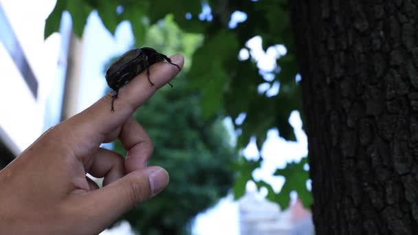 Uno scarabeo femmina al dito sull'albero vicino alla strada di Tokyo da vicino — Video Stock