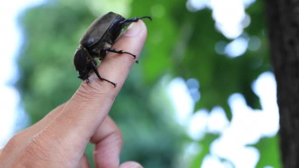 東京の通り近くの木の指に雌カブトムシがクローズアップ — ストック動画